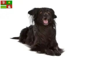 Přečtete si více ze článku Markiesje chovatelé a štěňata v Plzni