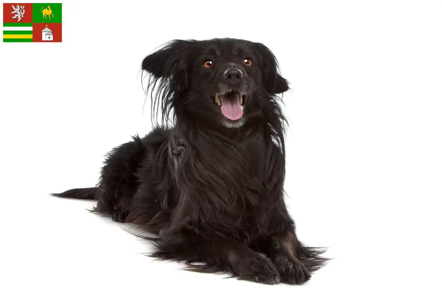 Markiesje štěňata a chovatel Plzeň Zde najdete chovatele Markiesje v Plzni.