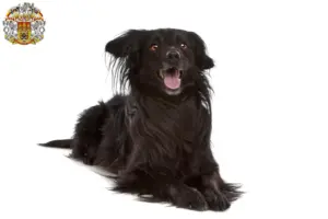 Přečtete si více ze článku Chovatelé a štěňata Markiesje v Praze