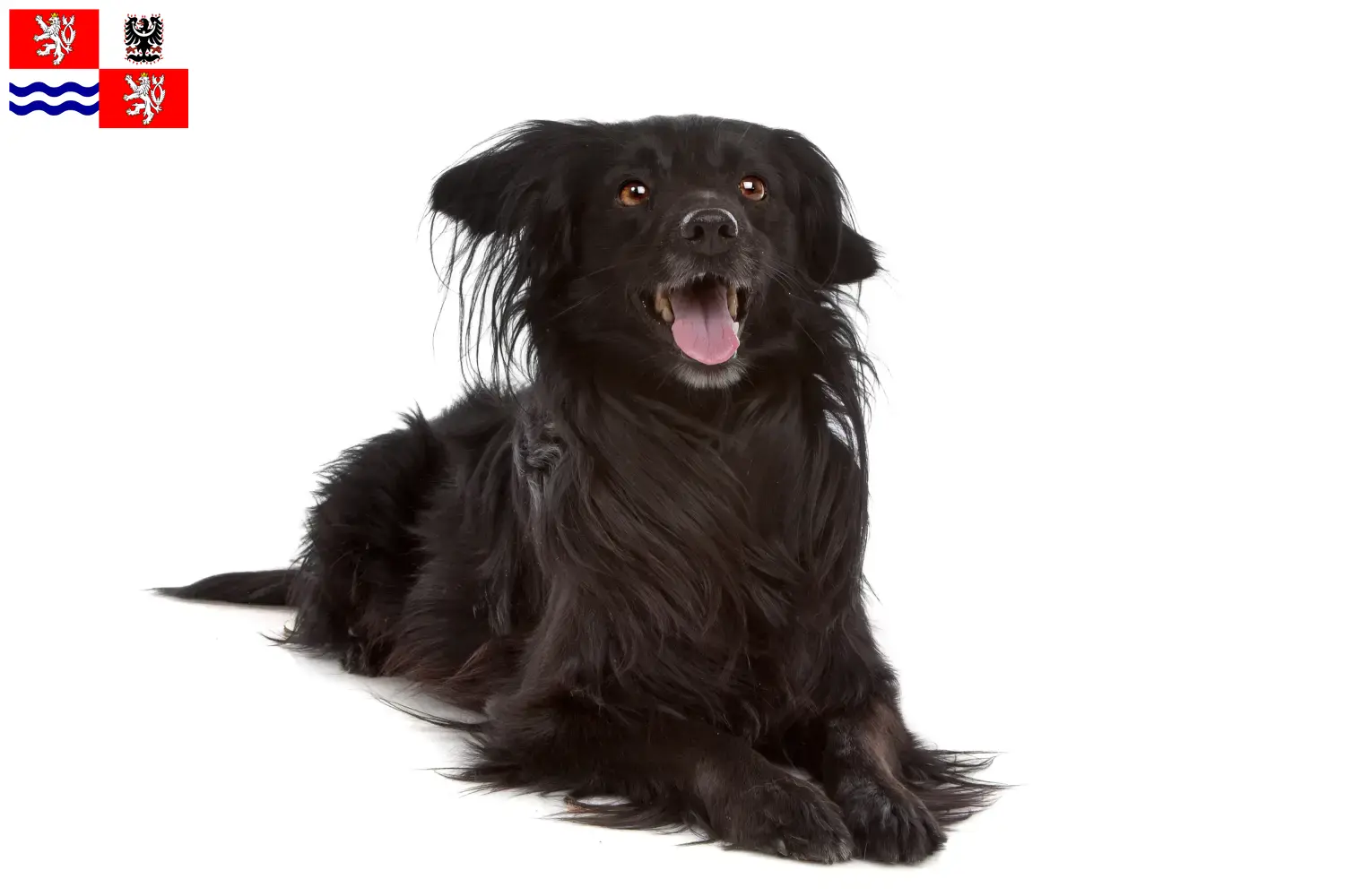 Markiesje štěňata a chovatelé Střední Čechy Zde najdete chovatele Markiesje ve Středočeském kraji.