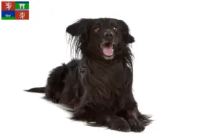 Přečtete si více ze článku Markiesje chovatelé a štěňata v Ústí