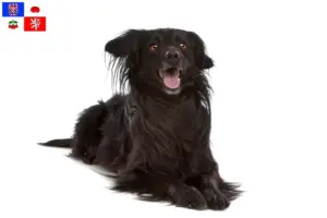 Přečtete si více ze článku Markiesje chovatelé a štěňata na Vysočině