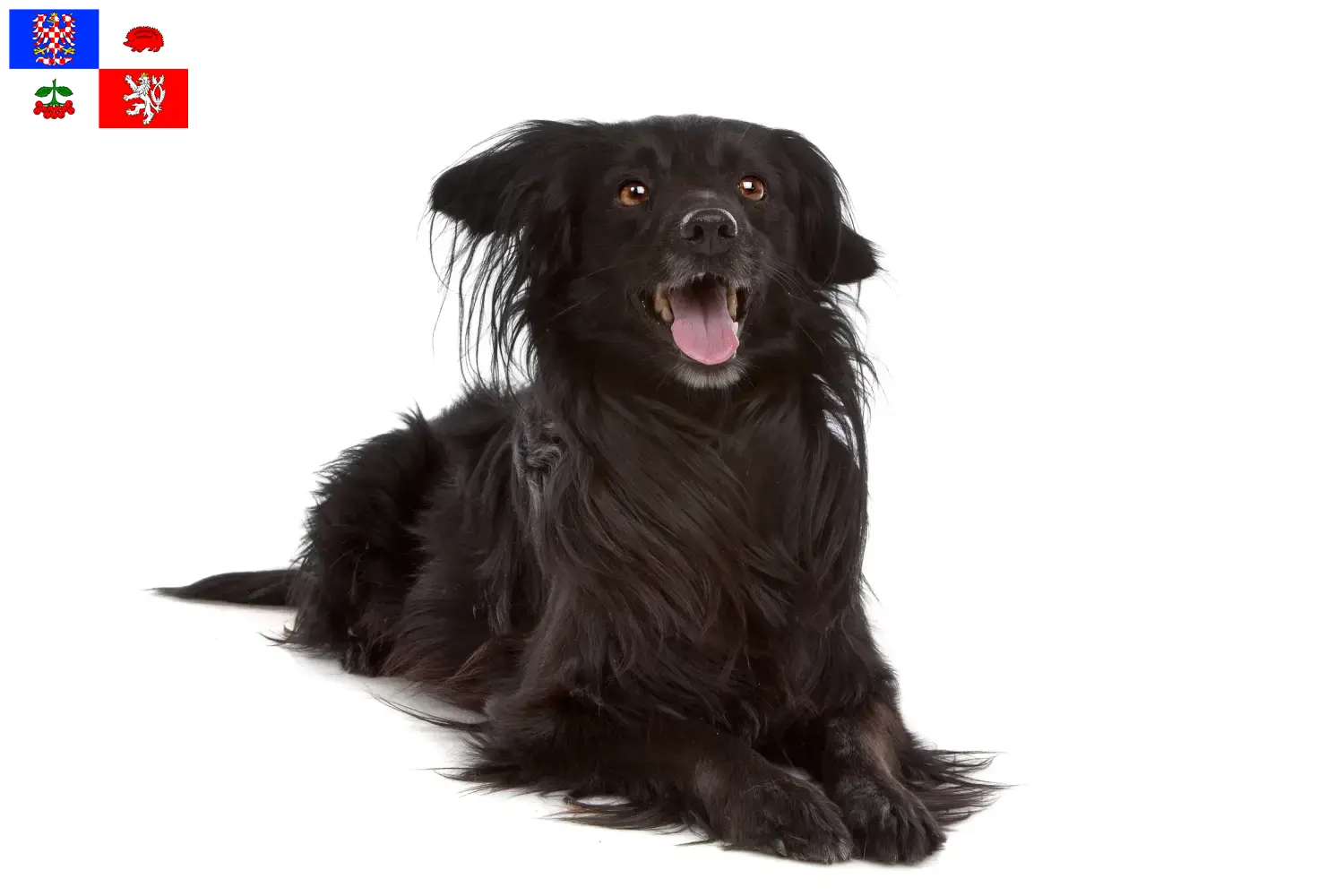 Přečtete si více ze článku Markiesje chovatelé a štěňata na Vysočině