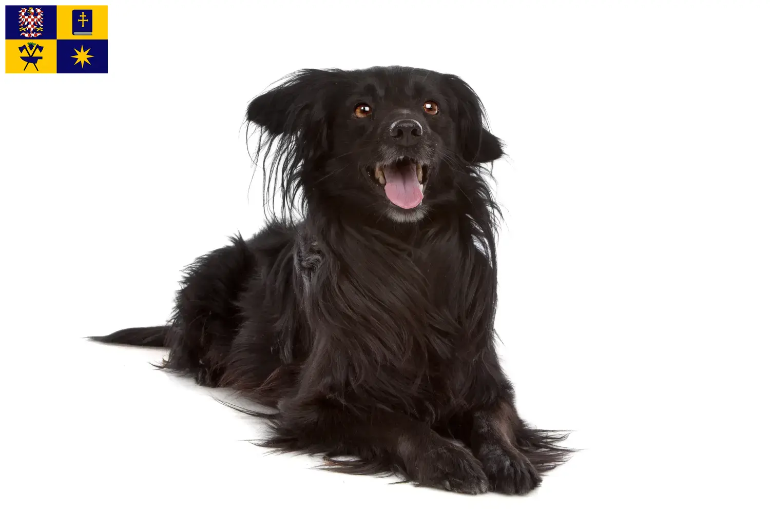 Markiesje štěňata a chovatel Zlín Zde najdete chovatele Markiesje ve Zlíně.