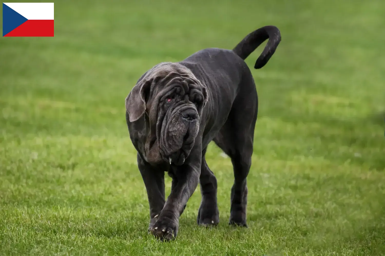Mastino Napoletano štěňata a chovatelé Česká republika Zde najdete chovatele Mastino Napoletanos v České republice.