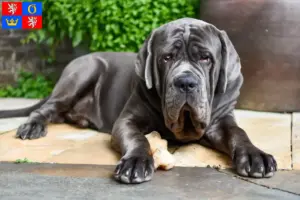 Přečtete si více ze článku Mastino Napoletano chovatelé a štěňata v Hradci Králové