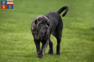 Přečtete si více ze článku Mastino Napoletano chovatelé a štěňata na jižní Moravě