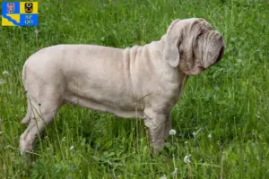 Přečtete si více ze článku Mastino Napoletano chovatelé a štěňata v Olomouci