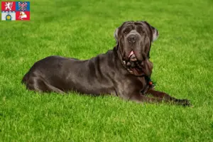 Přečtete si více ze článku Mastino Napoletano chovatelé a štěňata v Pardubicích