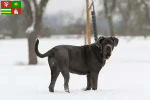 Přečtete si více ze článku Mastino Napoletano chovatelé a štěňata v Plzni