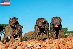 Přečtete si více ze článku Mastino Napoletano chovatelé a štěňata v USA