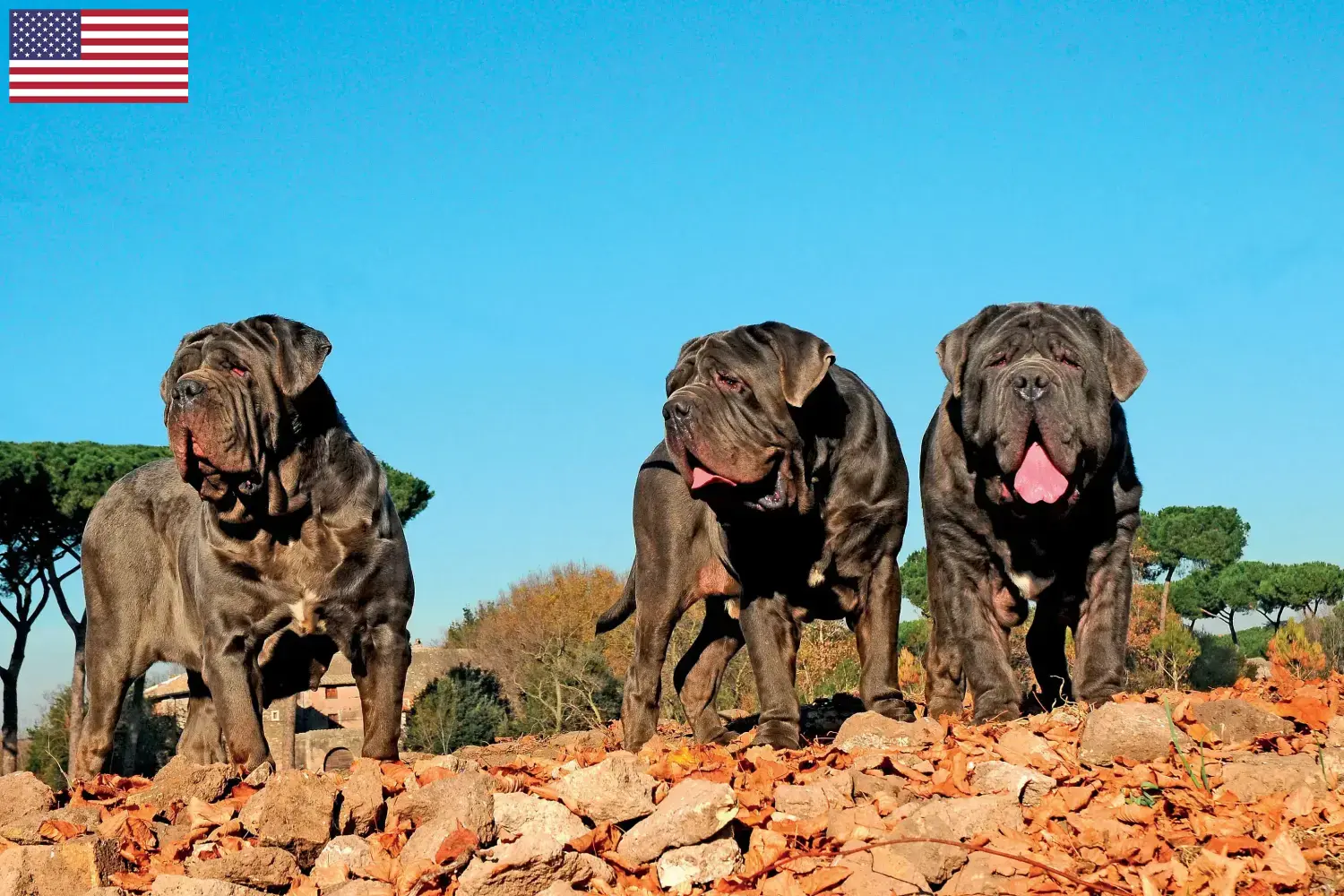 Mastino Napoletano štěňata a chovatelé USA Zde najdete chovatele Mastino Napoletanos v USA.