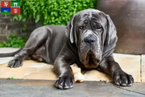 Přečtete si více ze článku Mastino Napoletano chovatelé a štěňata v Ústí