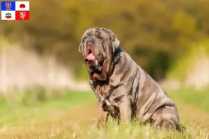 Přečtete si více ze článku Mastino Napoletano chovatelé a štěňata na Vysočině
