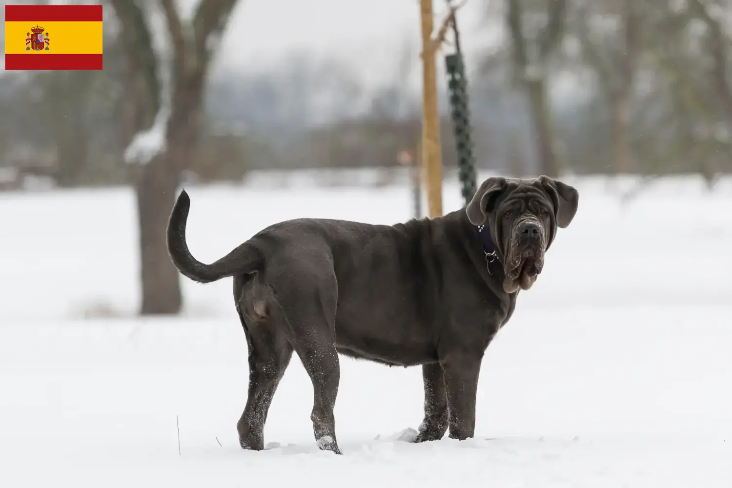 Mastino Napoletano štěňata a chovatelé Španělsko Zde najdete chovatele Mastino Napoletanos ve Španělsku.