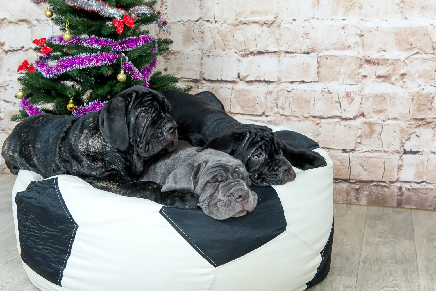 Koupit si štěně Mastino Napoletano znamená převzít odpovědnost! Prodám štěňata Mastino Napoletano.