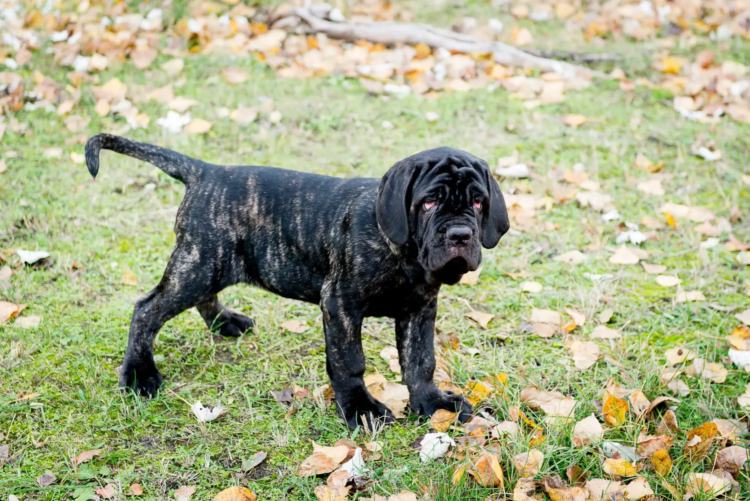 Koupit si štěně Mastino Napoletano znamená převzít odpovědnost! Prodám štěňata Mastino Napoletano.