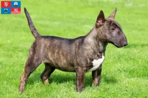 Přečtete si více ze článku Chovatelé miniaturních bulteriérů a štěňat v Karlových Varech