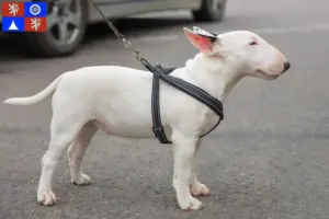 Přečtete si více ze článku Chovatelé miniaturních bulteriérů a štěňat v Liberci