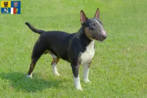 Přečtete si více ze článku Chovatelé miniaturních bulteriérů a štěňat v Moravskoslezském kraji