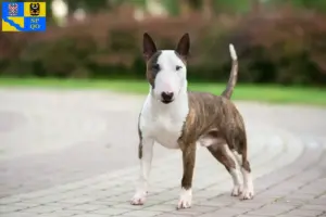 Přečtete si více ze článku Chovatelé miniaturních bulteriérů a štěňat v Olomouci