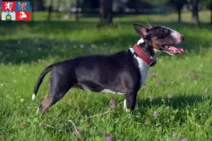 Přečtete si více ze článku Chovatelé miniaturních bulteriérů a štěňat v Pardubicích