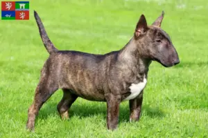 Přečtete si více ze článku Chovatelé miniaturních bulteriérů a štěňat v Ústí