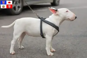 Přečtete si více ze článku Chovatelé miniaturních bulteriérů a štěňat na Vysočině