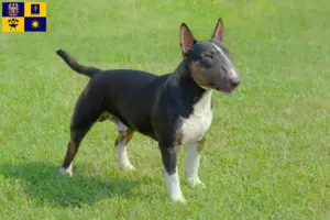 Přečtete si více ze článku Chovatelé miniaturních bulteriérů a štěňat ve Zlíně