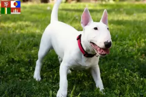 Přečtete si více ze článku Chovatelé miniaturních bulteriérů a štěňat v Jihočeském kraji