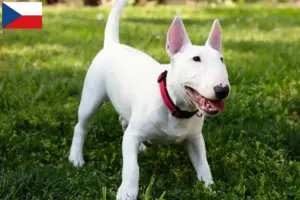 Přečtete si více ze článku Chovatelé miniaturních bulteriérů a štěňat v České republice