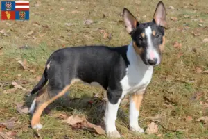 Přečtete si více ze článku Chovatelé miniaturních bulteriérů a štěňat na jižní Moravě