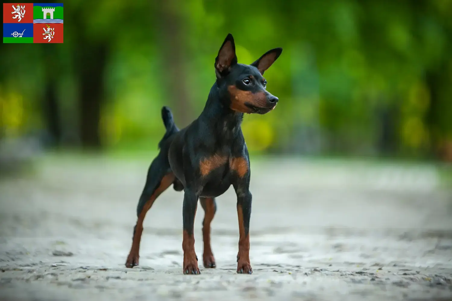 Přečtete si více ze článku Chovatelé miniaturních pinčů a štěňat v Ústí