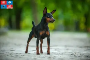 Přečtete si více ze článku Chovatel miniaturních pinčů a štěňat v Karlových Varech