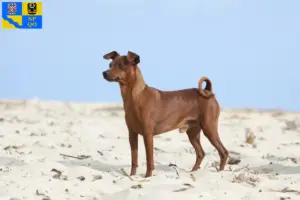 Přečtete si více ze článku Chovatel miniaturních pinčů a štěňat v Olomouci