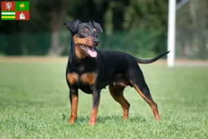 Přečtete si více ze článku Chovatel miniaturních pinčů a štěňat v Plzni