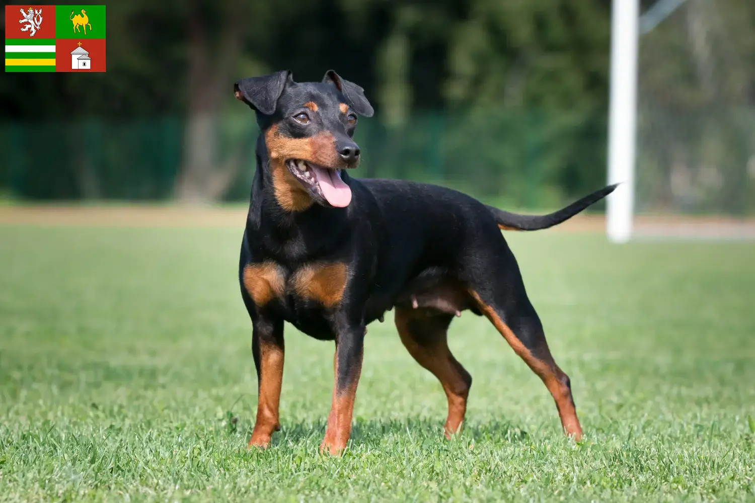 Přečtete si více ze článku Chovatel miniaturních pinčů a štěňat v Plzni