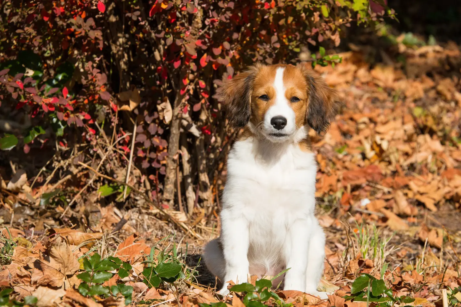 Koupit si štěně holandského kooikerhondje znamená převzít odpovědnost! Prodám štěňata holandského kooikerhondje.