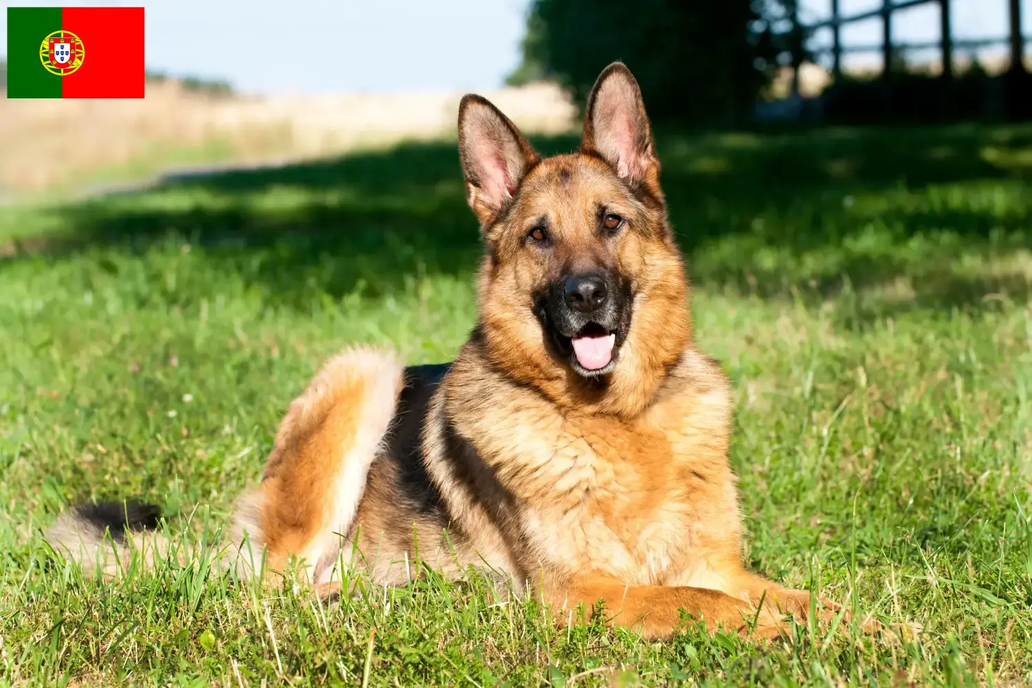 Štěňata německých ovčáků a chovatelé Portugalsko Zde najdete chovatele německých ovčáků v Portugalsku.