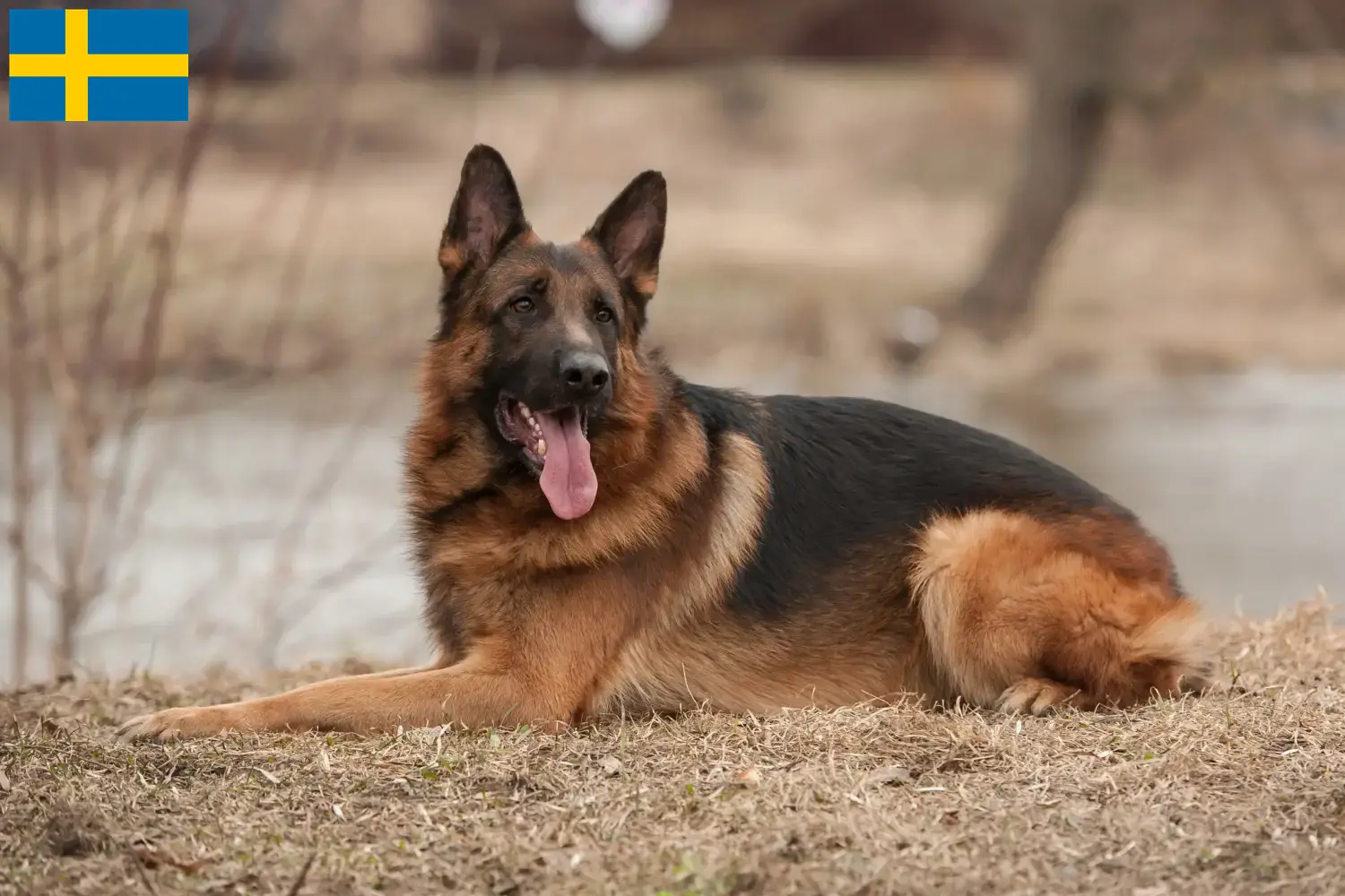 Štěňata německých ovčáků a chovatelé Švédsko Zde najdete chovatele německých ovčáků ve Švédsku.