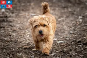 Přečtete si více ze článku Chovatelé norfolk teriérů a štěňat v Karlových Varech