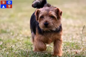 Přečtete si více ze článku Chovatelé norfolk teriérů a štěňat v Liberci