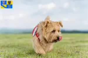 Přečtete si více ze článku Chovatelé norfolk teriérů a štěňat v Olomouci