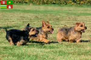 Přečtete si více ze článku Chovatelé norfolk teriérů a štěňat v Plzni