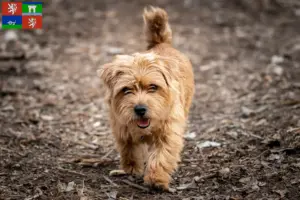 Přečtete si více ze článku Chovatelé norfolk teriérů a štěňat v Ústí