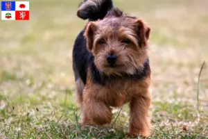 Přečtete si více ze článku Chovatelé norfolk teriérů a štěňat na Vysočině