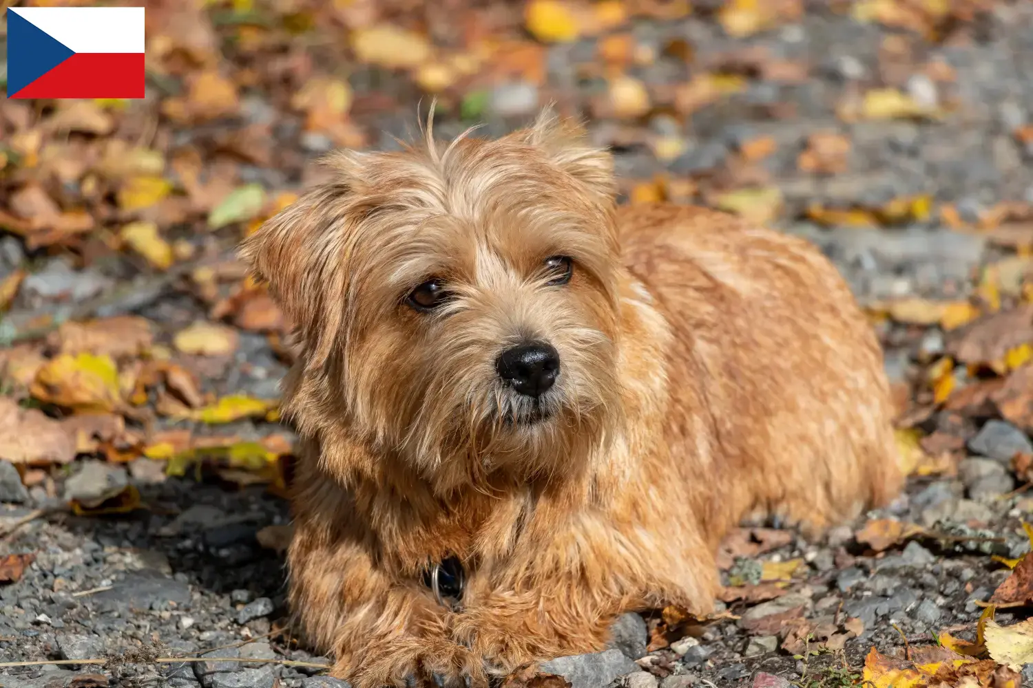 Norfolk teriér štěňata a chovatelé Česká republika Najděte chovatele norfolk teriérů v České republice.