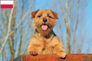 Přečtete si více ze článku Chovatelé norfolk teriérů a štěňat v Polsku