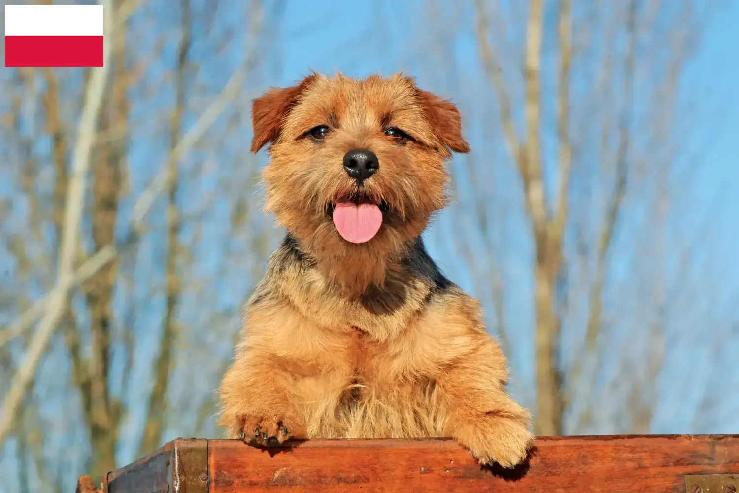 Norfolk teriér štěňata a chovatelé Polsko Zde najdete chovatele norfolk teriérů v Polsku.