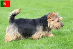 Přečtete si více ze článku Chovatelé norfolk teriérů a štěňat v Portugalsku